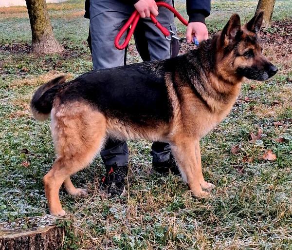 FEDERICA PASTORE TEDESCO Foto 7